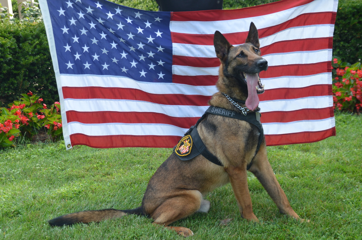 Max the dog with flag